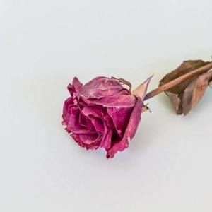 Meet your Posher, Jane